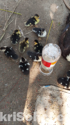 চিনা হাস